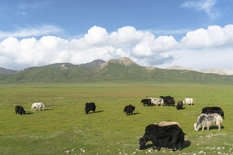 羊群,牦牛,青海省