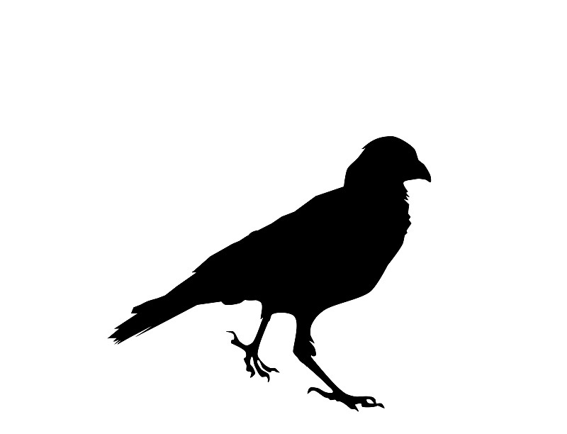 大乌鸦,矢量,白色背景,黑色,穹窿,寒鸦,乌鸦,脑,动物内脏,尾巴