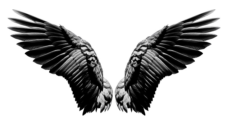 自然,天使,翅膀,分离着色,黑色,白色背景,部分,羽毛,灵性,艺术