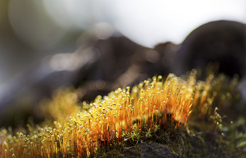 苔藓,低照明,纹理效果,地衣,清新,环境,环境保护,草,小的,生物