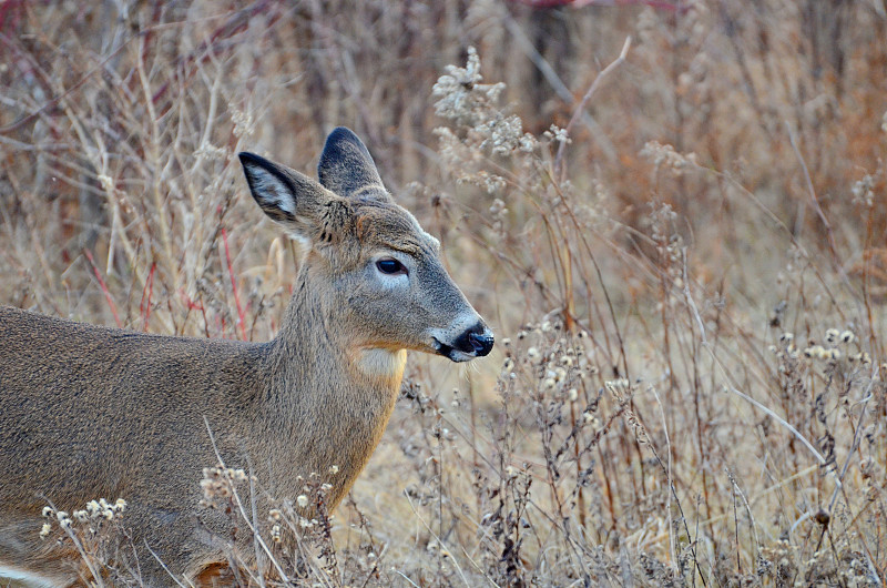 野外动物,白尾鹿,草地,注视镜头,秋天,美,机敏,褐色,颈,水平画幅