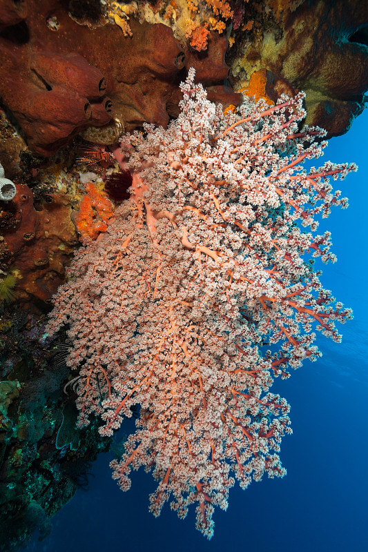 深的,悬于之上,软珊瑚,印度尼西亚,帖木儿,自然美,垂直画幅,在下面,水,无人