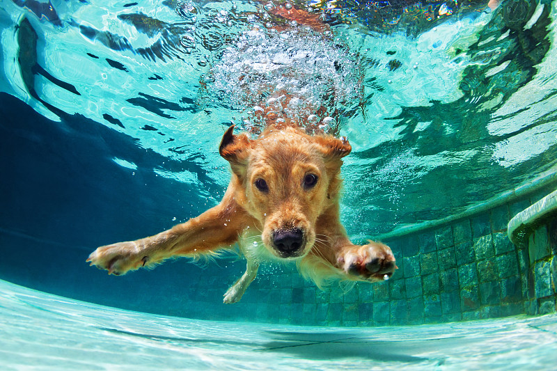 水下,狗,游泳池,正面视角,水,寻回犬,家庭生活,夏天,周末活动,知识
