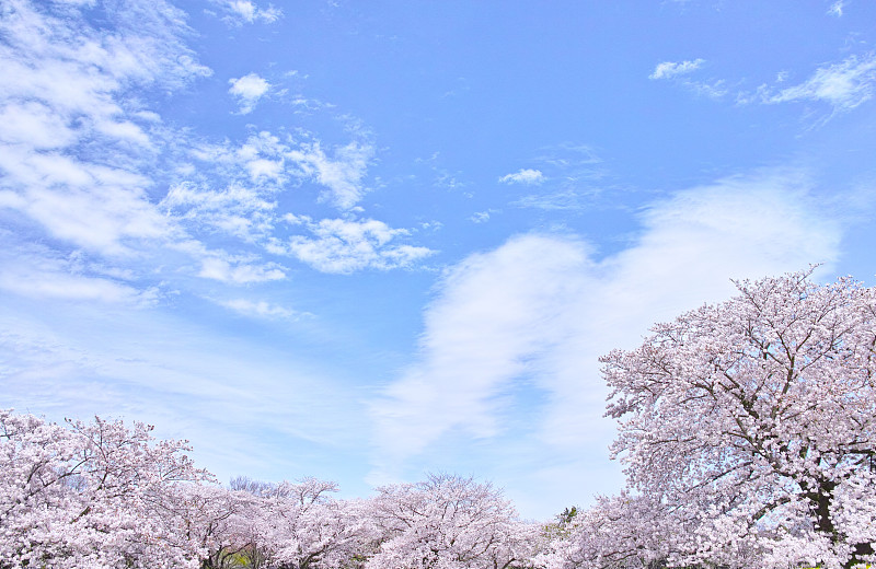 樱桃树,公园,水平画幅,樱花,无人,东亚,四季,花见节,白色,毛绒绒