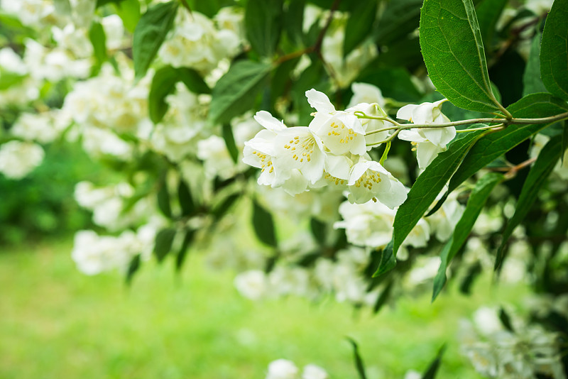 白色,茉莉,灌木,春天,美,茶树,水平画幅,无人,夏天,干净