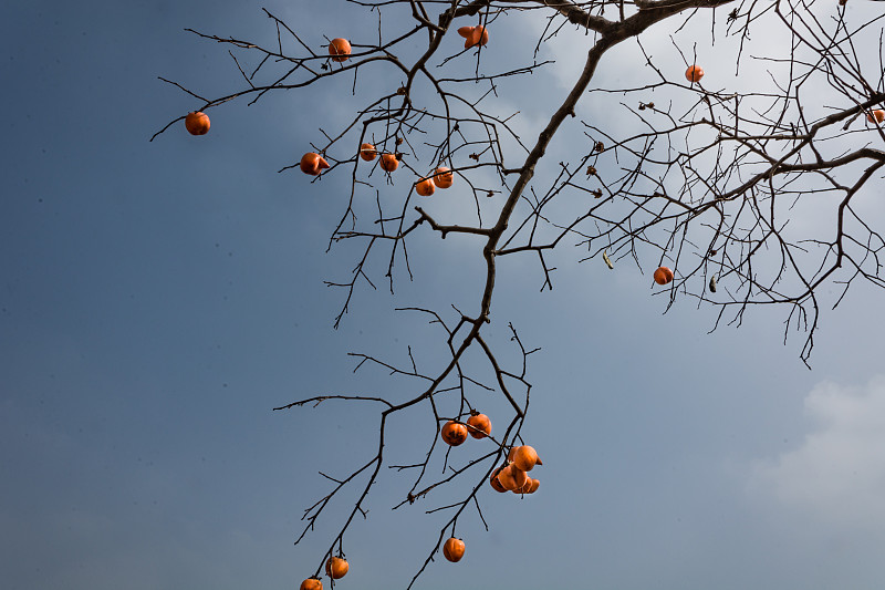 水果,柿子树,巴伦西亚省,菜园,水平画幅,无人,早晨,维生素,特写,明亮
