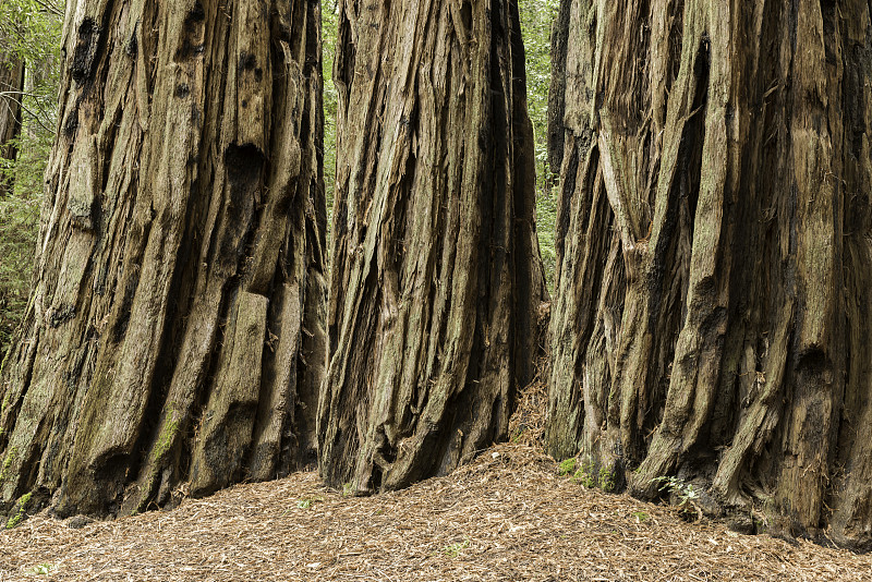 巨人,三个人,水平画幅,无人,古老的,巨大的,户外,红木森林,红杉,针叶树