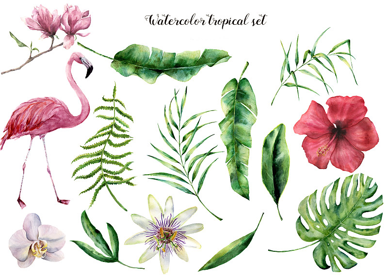 绘画插图,植物,植物学,叶子,玉兰类,枝,蕨类,塑料火烈鸟,设计,布置