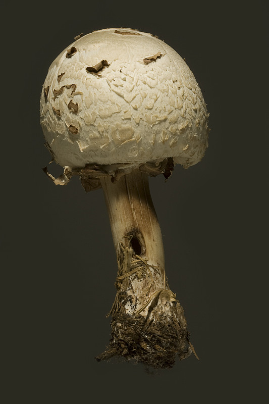 蘑菇,孢子,毒蘑菇,自然,垂直画幅,圆形,根部,无人,有毒生物体,有机食品