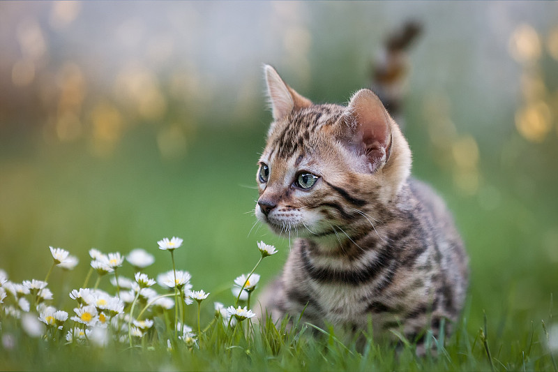 草地,小猫,花坛,孟加拉虎,毛皮,水平画幅,小的,可爱的,孟加拉猫,猫科动物
