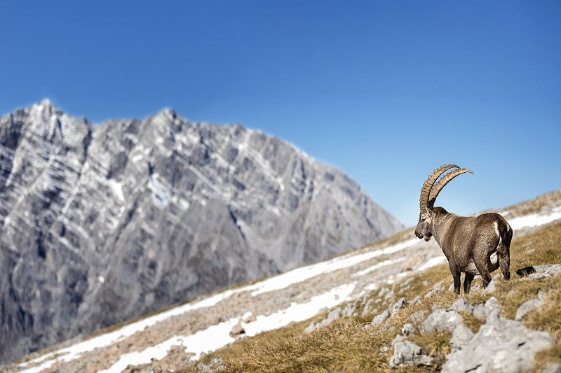 阿尔卑斯山脉,瓦茨曼山,阿尔卑斯山巨角山羊,贝希特斯加登,前面,天空,野外动物,夏天,上巴伐利亚,巴伐利亚