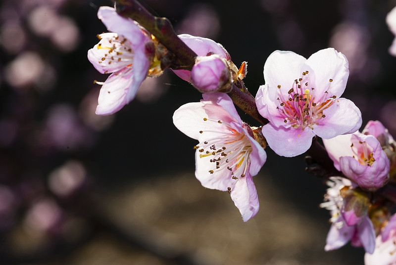 桃花,选择对焦,留白,水平画幅,无人,特写,前景聚焦,花蕾,白色,叶子