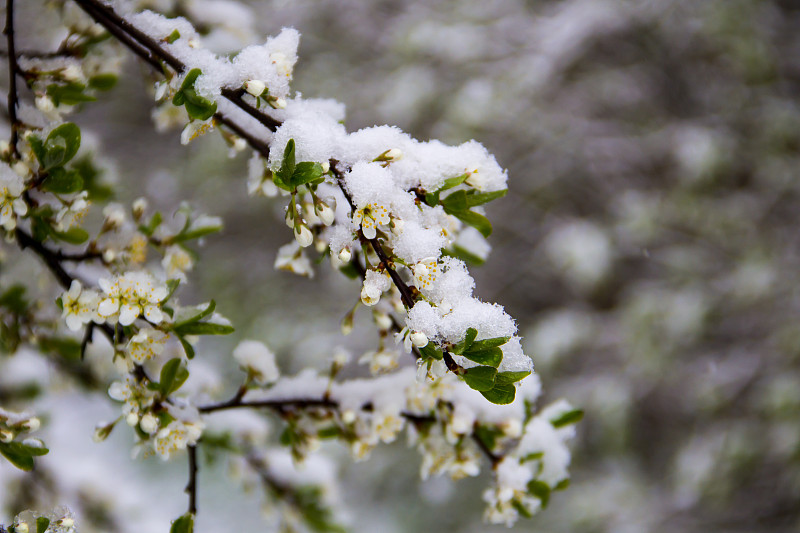 雪,乌克兰,旋风,春天,花朵,四月,暴风雨,气候,樱桃,杏