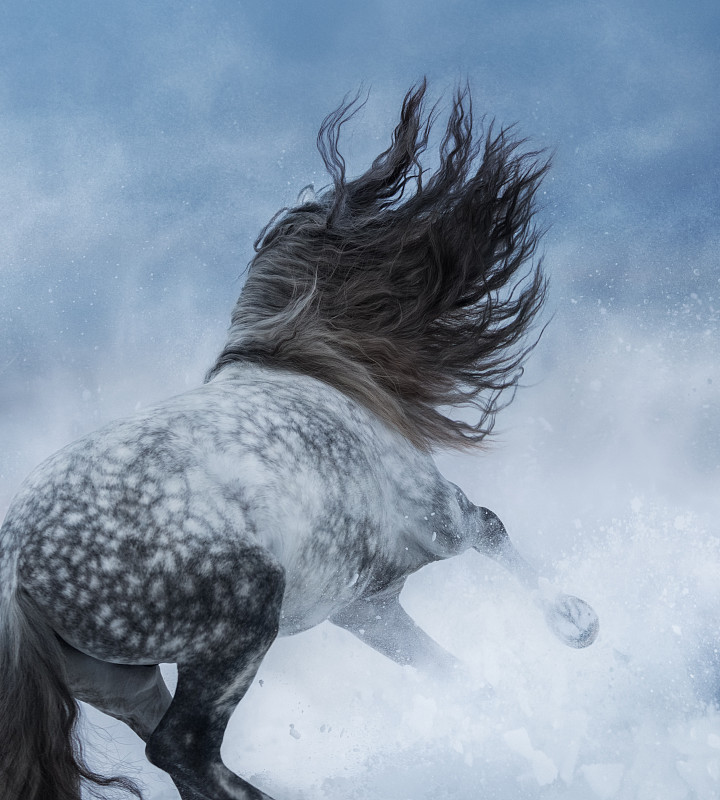 马,灰色,大风雪,西班牙,垂直画幅,风,暴风雨,雪,无人,动物身体部位