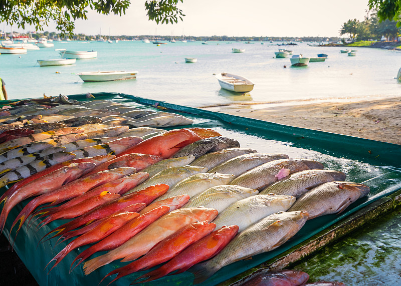 清新,热带鱼,户外,水,水平画幅,无人,传统,湿,生食,捕捞鱼