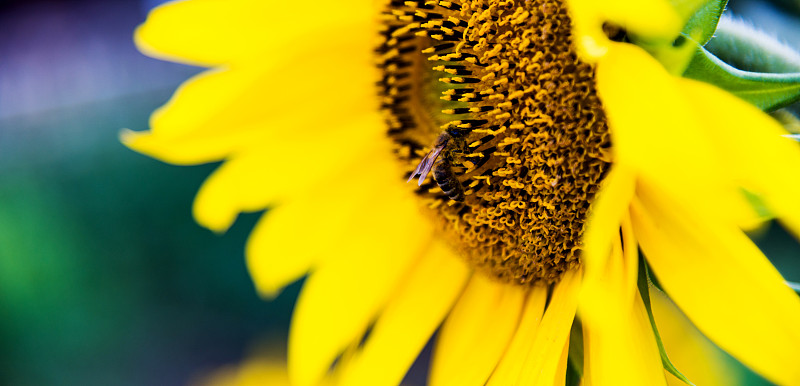 向日葵,蜜蜂,留白,忙碌,花粉粒,夏天,仅一朵花,明亮,common,sunflower,植物学