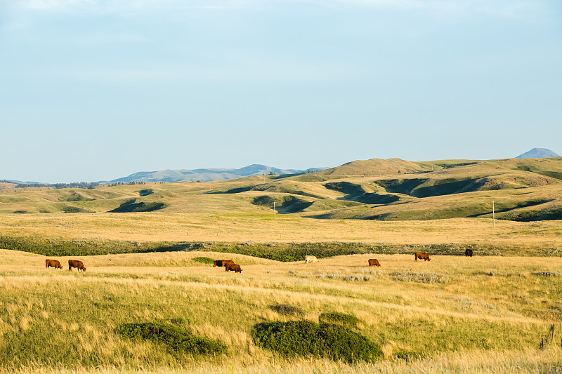 牛,风景,金色,自然,食草,兽群,蒙大拿州,小的,地形,草原草