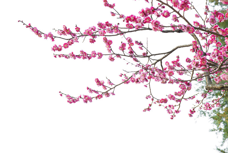 春天,南京,分离着色,梅花,江苏省,花蕾,花头,花瓣,樱桃,花朵