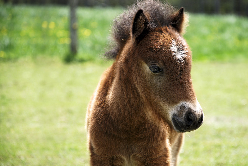 可爱的,驹,微型马,动物喂养装置,水平画幅,无人,户外,幼小动物,鬃毛,友谊