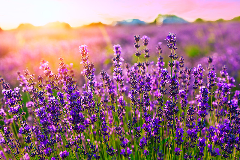 田地,熏衣草,紫色,在上面,美,芳香的,水平画幅,无人,夏天,户外