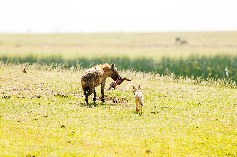 豺,斑点土狼,羚羊,肯尼亚,萨凡纳港市,留白,水平画幅,无人,动物身体部位,野外动物