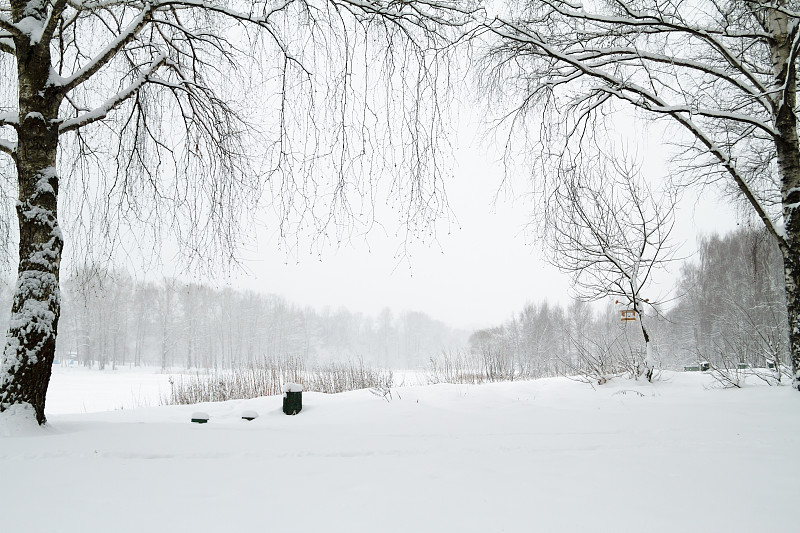 雪,冬天,地形,枝,公园,森林,象鼻,覆盖,树,下雪