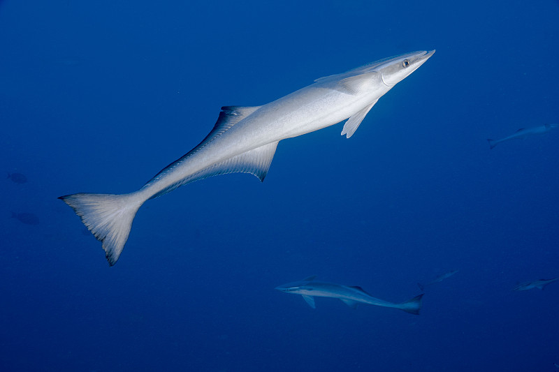 印鱼,巨大的,水平画幅,水肺潜水,斐济,无人,水下,动物习性,野外动物,户外