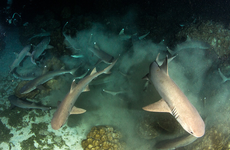 白尖鳍角鲨,哥斯达黎加,椰子岛,夜晚,水,水平画幅,水肺潜水,无人,水下,夏天