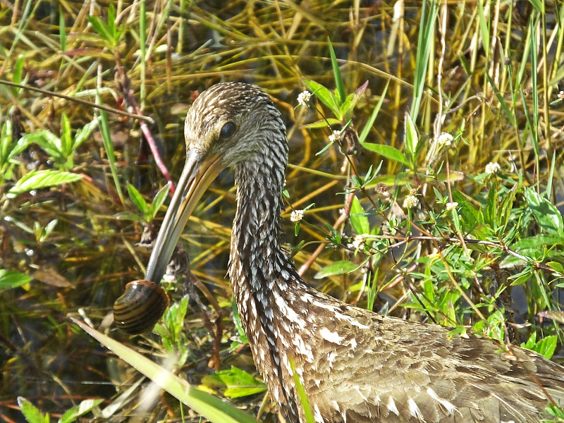 鹤嘴鸟,褐色,野生动物,美国,水生植物,水平画幅,无人,水禽,苹果螺,湿地