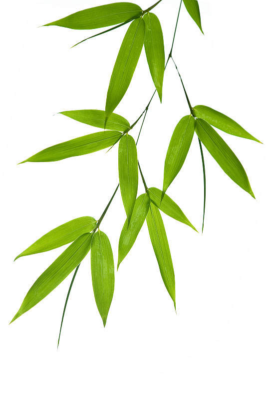 竹,叶子,竹子叶,自然,垂直画幅,留白,边框,绿色,无人,嫩枝