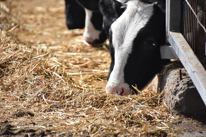 稻草,母牛,奶制品,干草,动物身体部位,草,乳牛,哺乳纲,白色,乳牛场