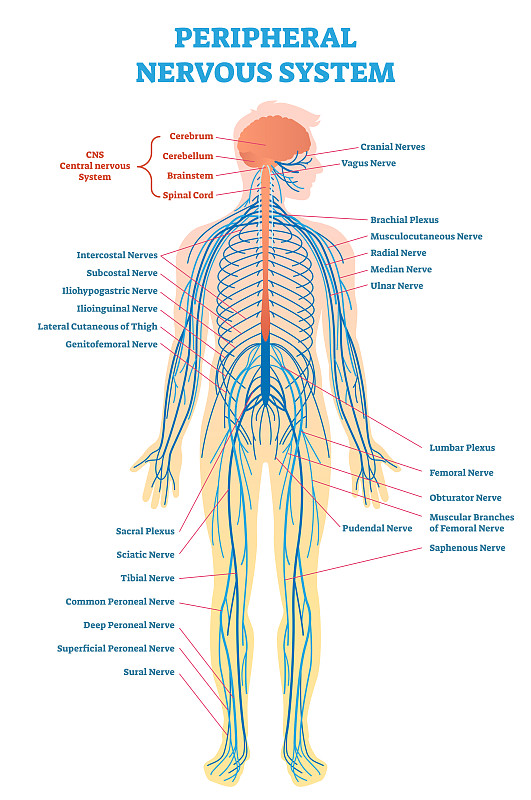 健康保健,绘画插图,神经系统,图表,矢量,周围神经系统,全身像,生物学,拉脱维亚,脊髓神经