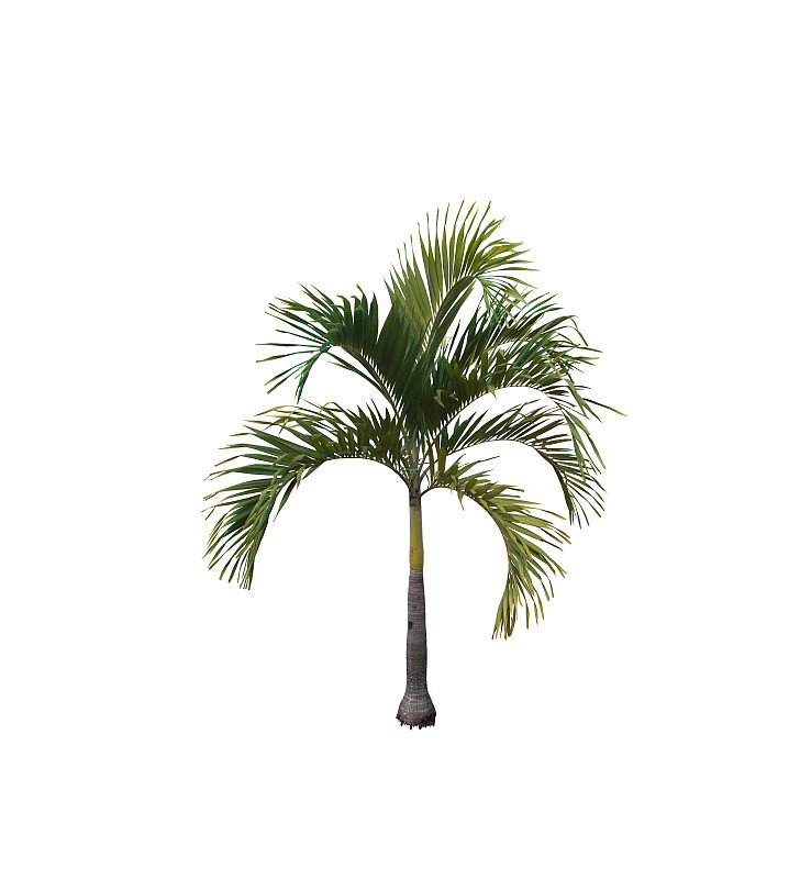 椰子,白色背景,背景分离,棕榈叶,分离着色,垂直画幅,spa美容,扇形棕榈,夏天,棕榈树