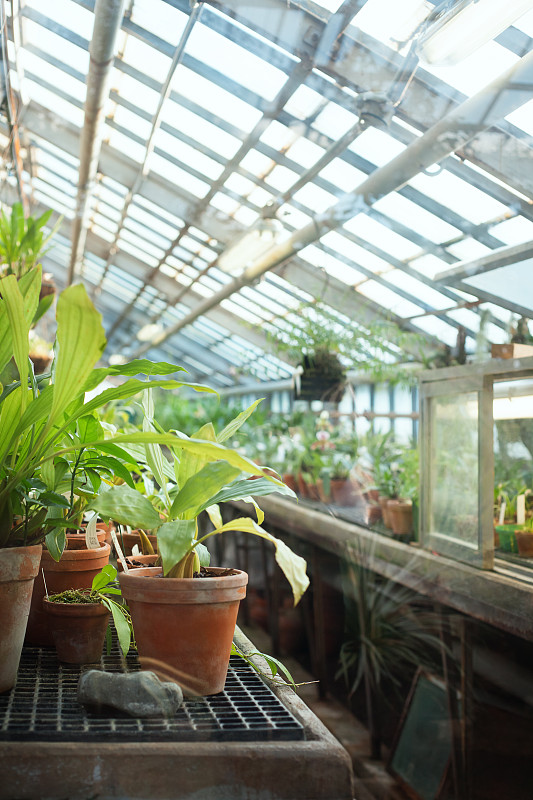盆栽植物,温室,热带的花,垂直画幅,无人,夏天,室内植物,俄罗斯,植物,热带气候
