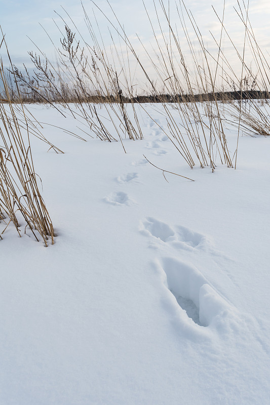 雪,脚印,狐狸,野外动物,垂直画幅,车轮,纹理效果,山,无人,偏远的