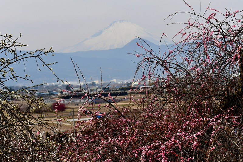 梅花,富士山,水平画幅,雪,无人,梅子,户外,白色,植物,李子