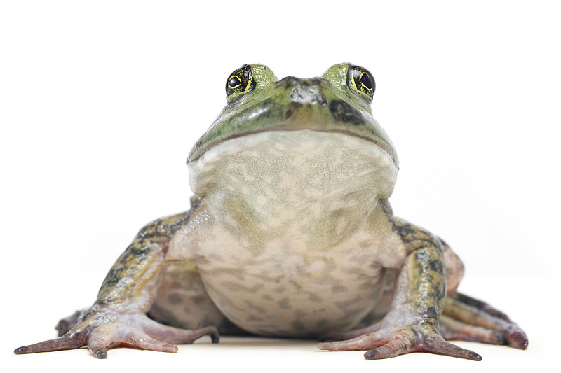 牛蛙,美国牛蛙,青蛙,水平画幅,绿色,生物,无人,巨大的,白色背景,背景分离