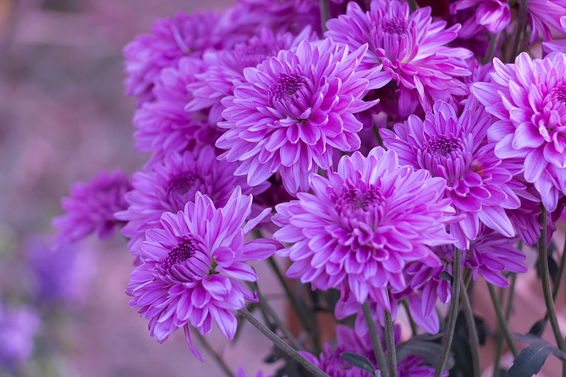 菊花,紫色,背景,粉色,选择对焦,美,留白,水平画幅,无人,特写
