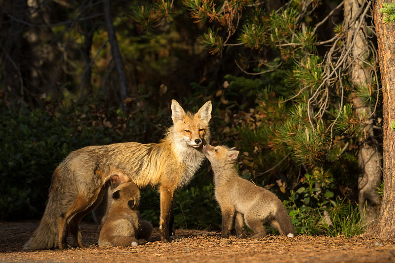 三只动物,狐狸,狐女,小狐狸,四只动物,红狐,野生动物,动物家庭,怀俄明,食肉目