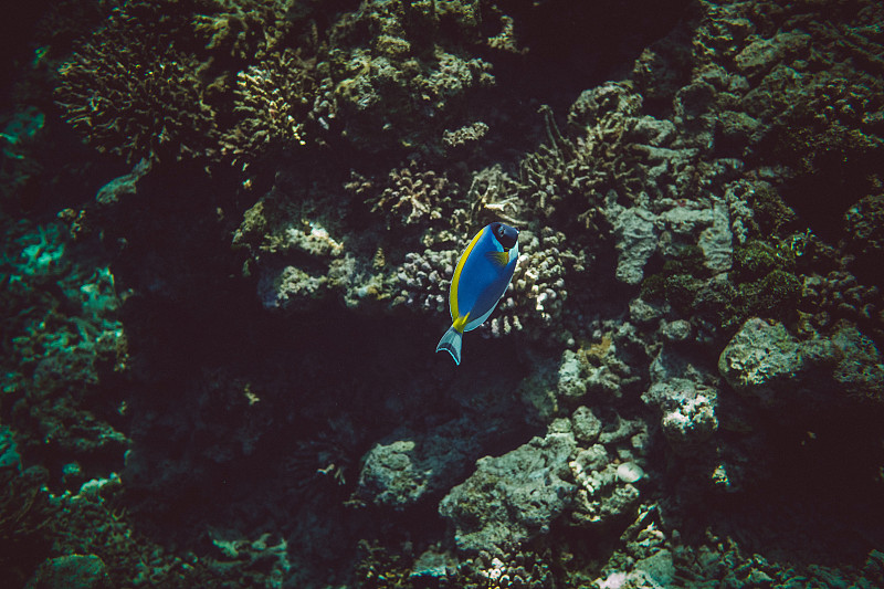粉蓝颊纹鼻鱼,马尔代夫,水,美,水平画幅,水肺潜水,形状,沙子,水下,两只动物