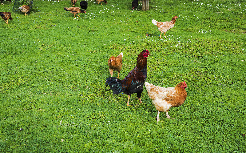 散养家禽,鸡,有机农庄,选择对焦,留白,褐色,水平画幅,无人,鸟类,泥土