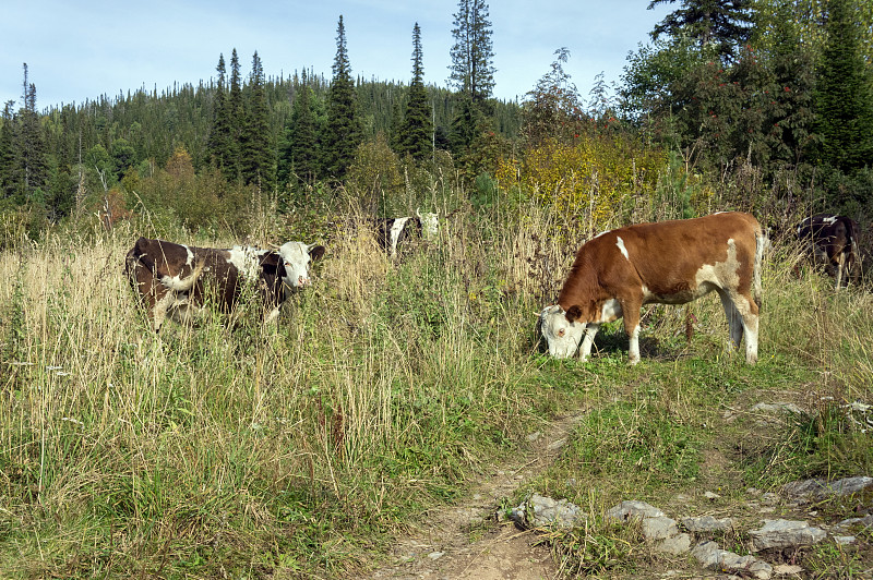 秋天,路,母牛,食草,兽群,森林,天空,奶制品,褐色,水平画幅