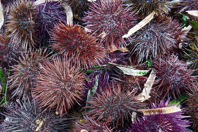 自然,无脊椎动物,野生动物,水平画幅,无人,green,sea,urchin,紫海胆,海岸地形,海洋生命,户外