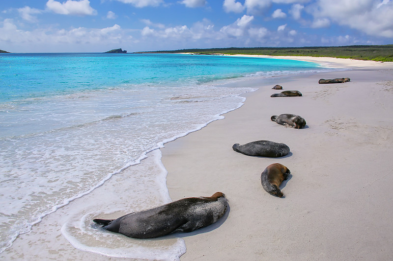 加拉帕戈斯海狮,群岛,埃斯帕诺拉群岛,海狮,巴伊亚州,厄瓜多尔,狮子,加拉帕戈斯群岛,水,水平画幅