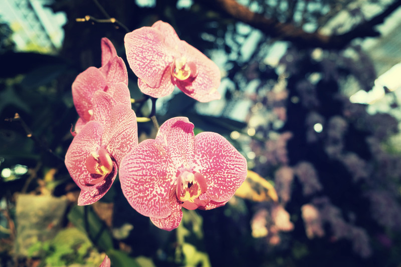 兰花,特写,菜园,自然美,鸡尾酒,动物背脊,美,女王卡,水平画幅,蝴蝶兰