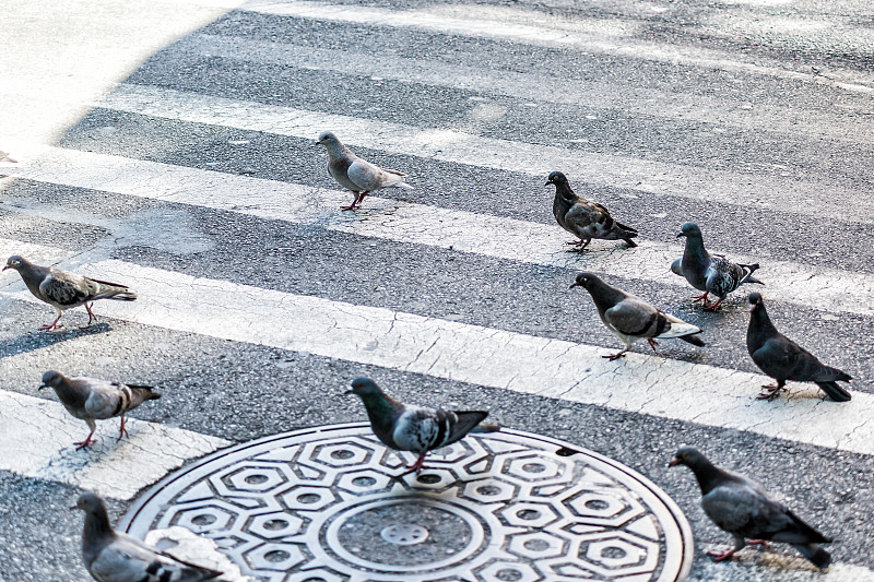 鸟类,特写,纽约,人行横道,路,一群鸟,横越,曼哈顿中心,鸽子,大群动物