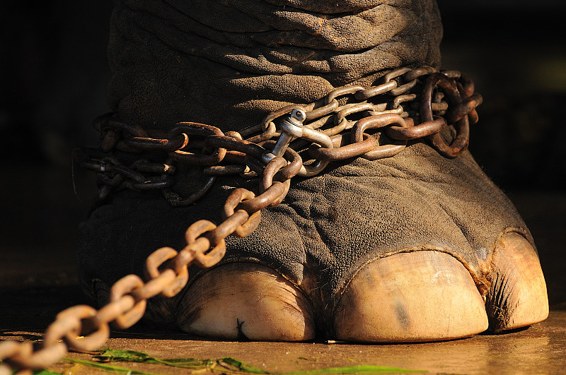 链,动物足,象,犯人,水平画幅,动物身体部位,残酷的,特写,泰国,亚洲象