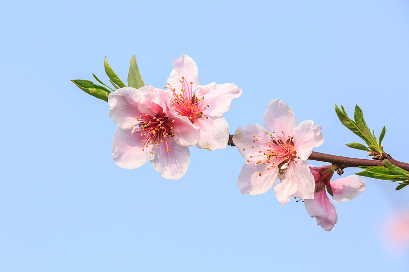 春天,粉色,桃花,天空,美,芳香的,水平画幅,无人,桃,户外
