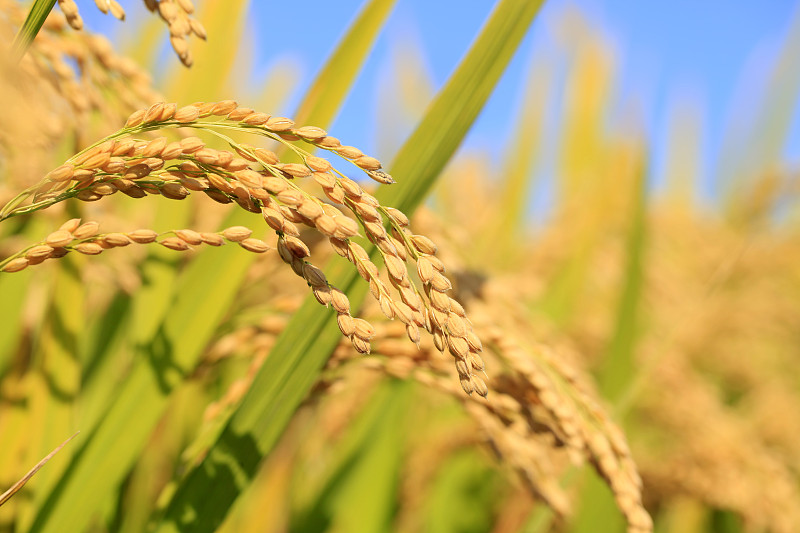 稻田,稻,天空,水平画幅,无人,生食,户外,干的,特写,农作物