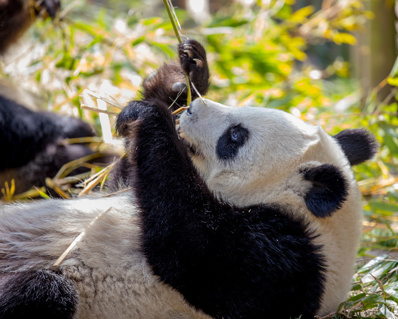熊猫,公园,水平画幅,无人,东亚,野外动物,户外,熊,草,白色